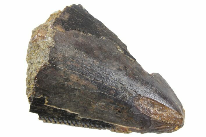 Serrated, Fossil Tyrannosaur (T rex) Partial Tooth Tip - Wyoming #357033